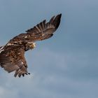 Weißkopfseeadler im Flug 