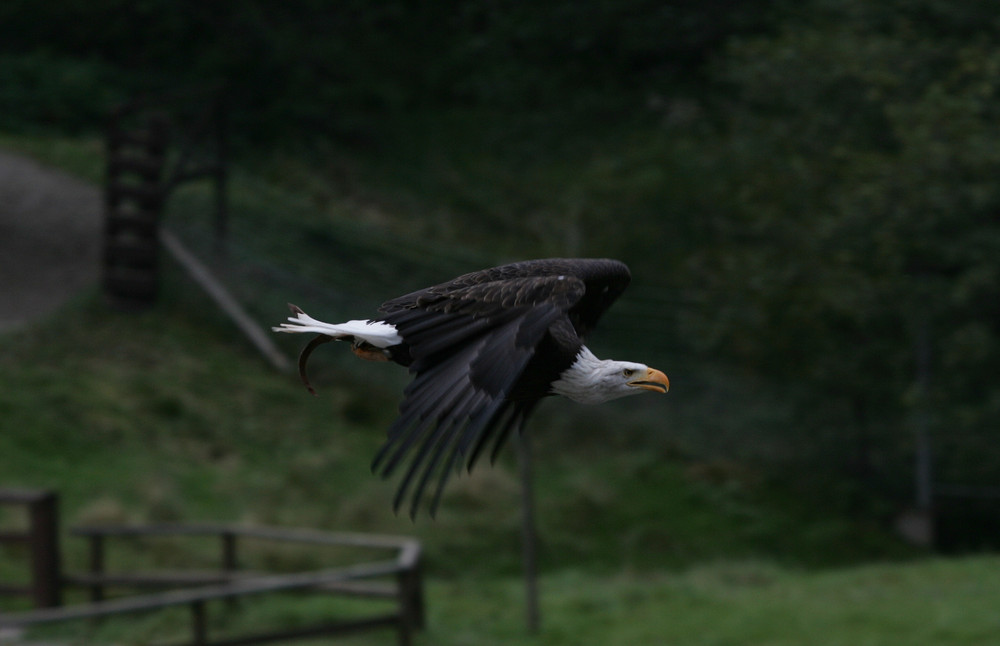 Weisskopfseeadler im Flug - Haliaeetus leucocephalus