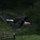 Weisskopfseeadler im Flug - Haliaeetus leucocephalus