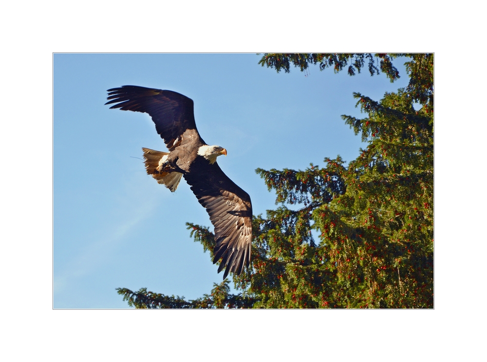 Weisskopfseeadler im freien Flug