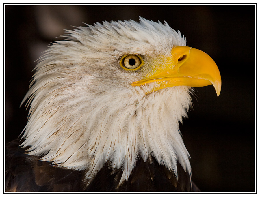 Weisskopfseeadler im Greifvogelpark Hellental / Eifel