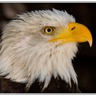 Weisskopfseeadler im Greifvogelpark Hellental / Eifel