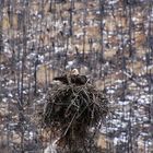 Weißkopfseeadler im Horst