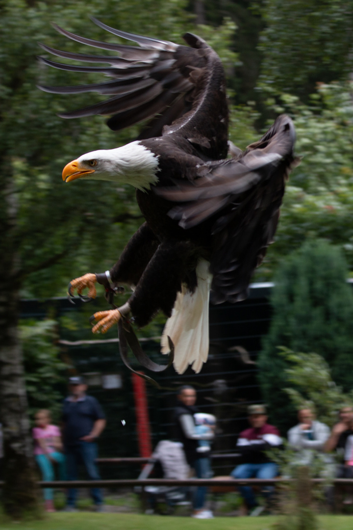 Weißkopfseeadler im Landeanflug