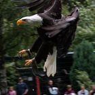 Weißkopfseeadler im Landeanflug