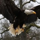 Weisskopfseeadler im Landeanflug