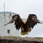 Weisskopfseeadler im Landeanflug