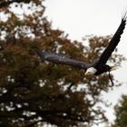 Weisskopfseeadler im "leichten" Sturzflug - Haliaeetus leucocephalus