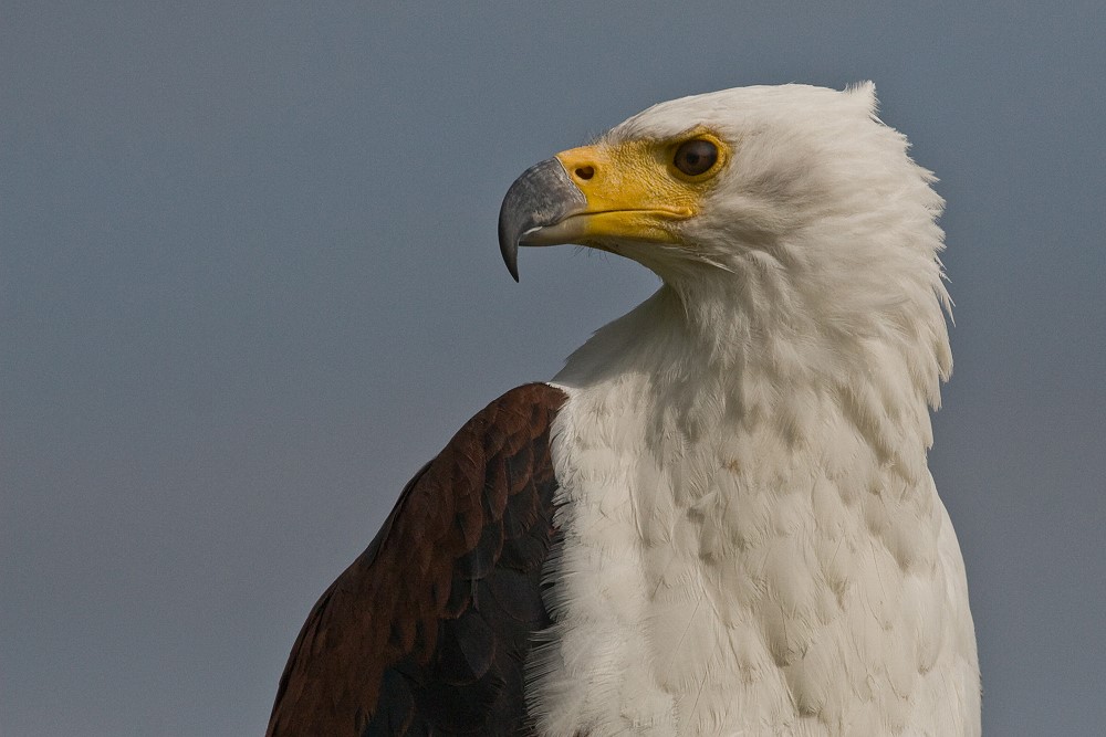 Weißkopfseeadler im Neunkircher Zoo - ein Portraitversuch