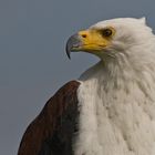 Weißkopfseeadler im Neunkircher Zoo - ein Portraitversuch