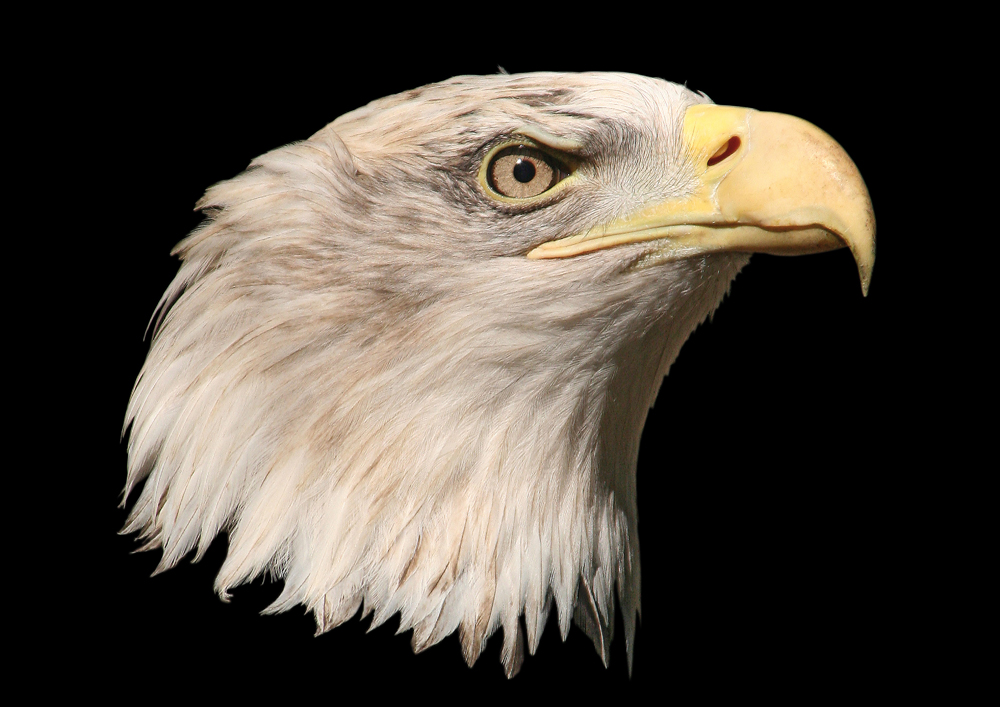 Weißkopfseeadler im Nürnberger Tiergarten