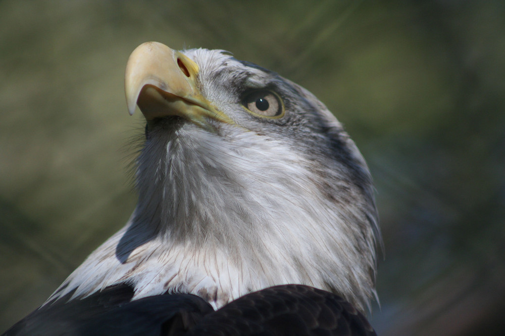 Weißkopfseeadler im Nürnberger Zoo