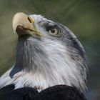 Weißkopfseeadler im Nürnberger Zoo