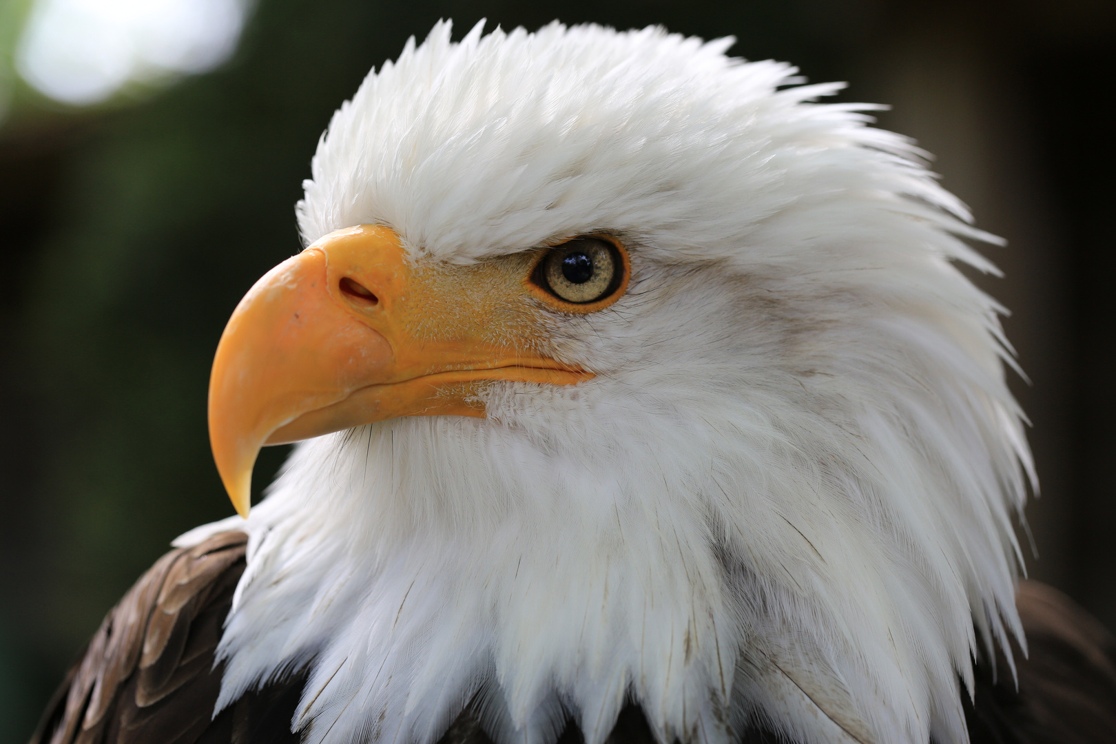 Weisskopfseeadler im Portät