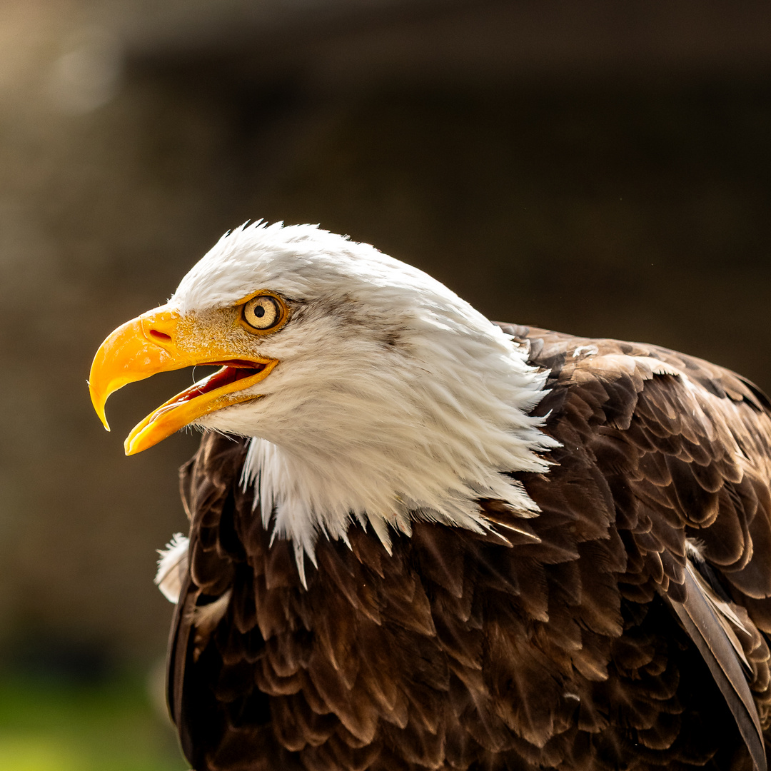 Weißkopfseeadler im Portrait