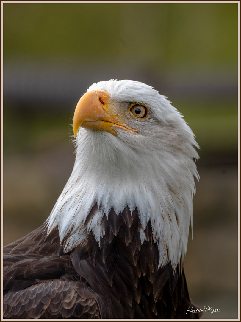 Weißkopfseeadler im Potsdamer Falkenhof 1