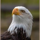 Weißkopfseeadler im Potsdamer Falkenhof 1