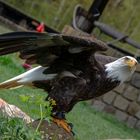 Weißkopfseeadler im Potsdamer Falkenhof 1