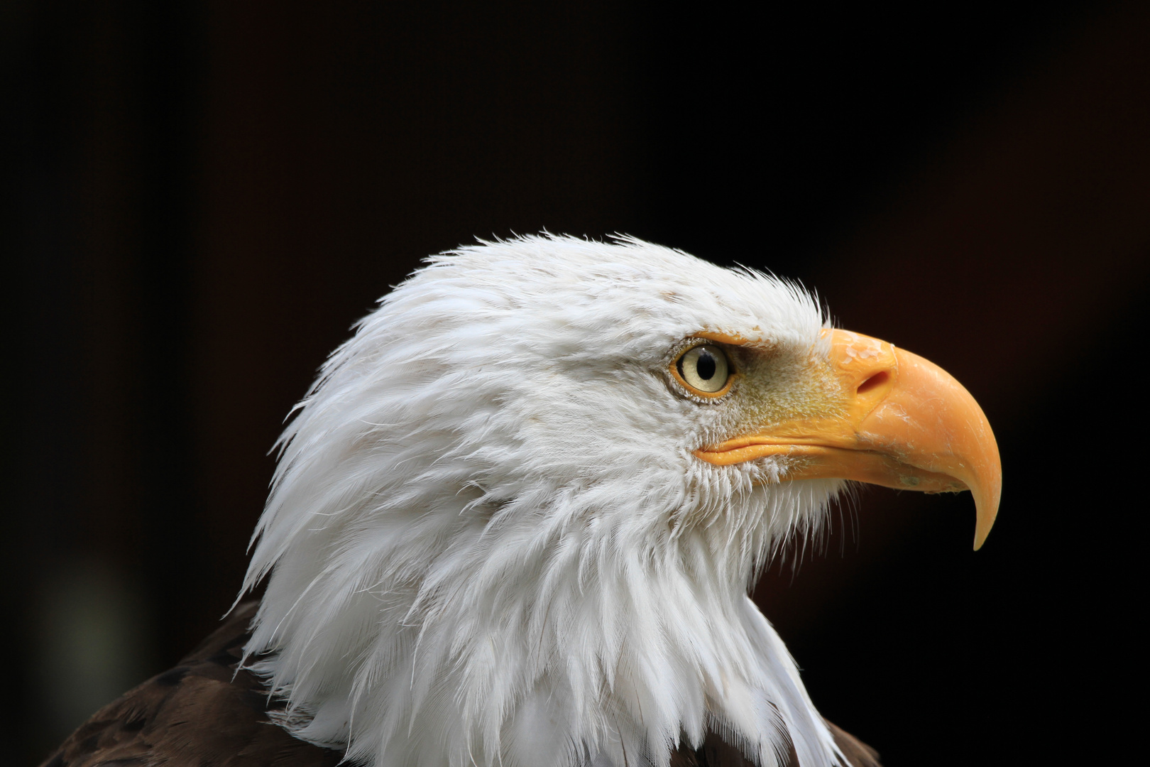 Weißkopfseeadler im Profil