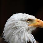 Weißkopfseeadler im Profil