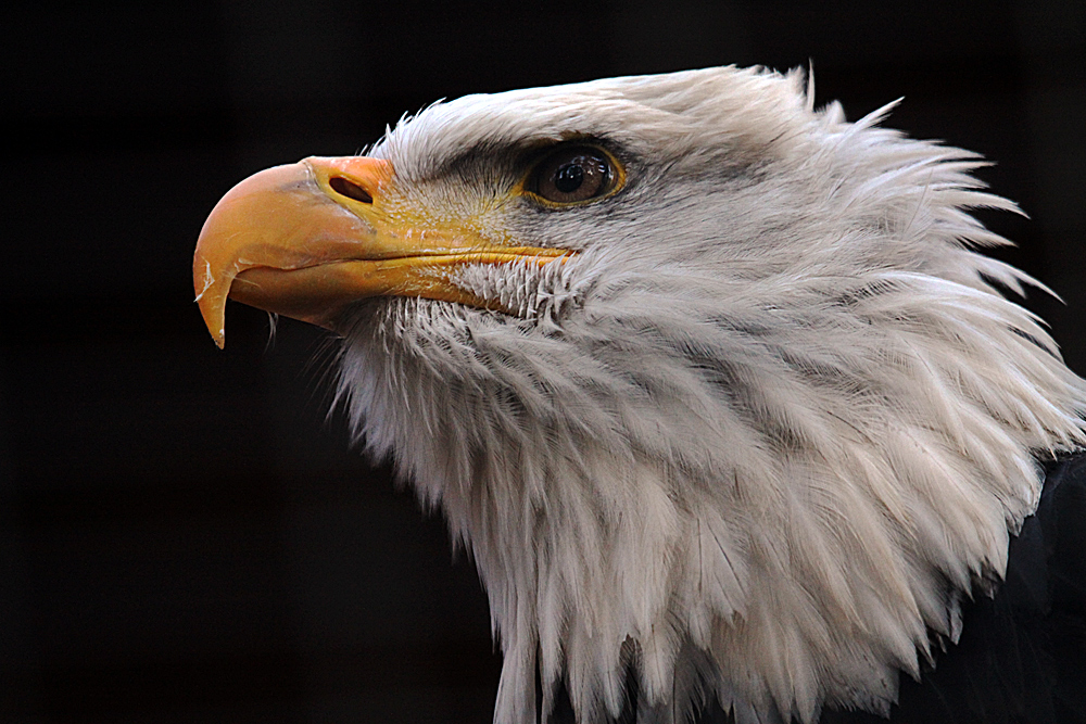 Weisskopfseeadler im Profil