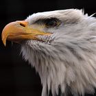 Weisskopfseeadler im Profil