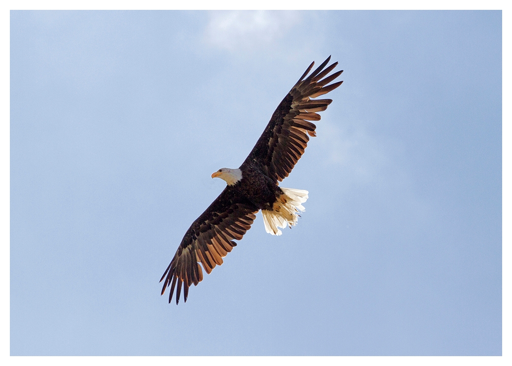 Weisskopfseeadler im sanften Abendlicht.