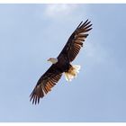 Weisskopfseeadler im sanften Abendlicht.