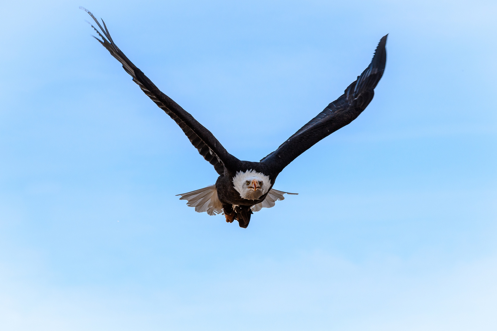 Weißkopfseeadler im Sturzflug