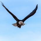 Weißkopfseeadler im Sturzflug