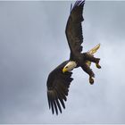 Weißkopfseeadler im Sturzflug - bei einer Adlerflugshow im "Parque Ecologico Aguilas del Teide"