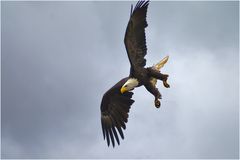 Weißkopfseeadler im Sturzflug - bei einer Adlerflugshow im "Parque Ecologico Aguilas del Teide"