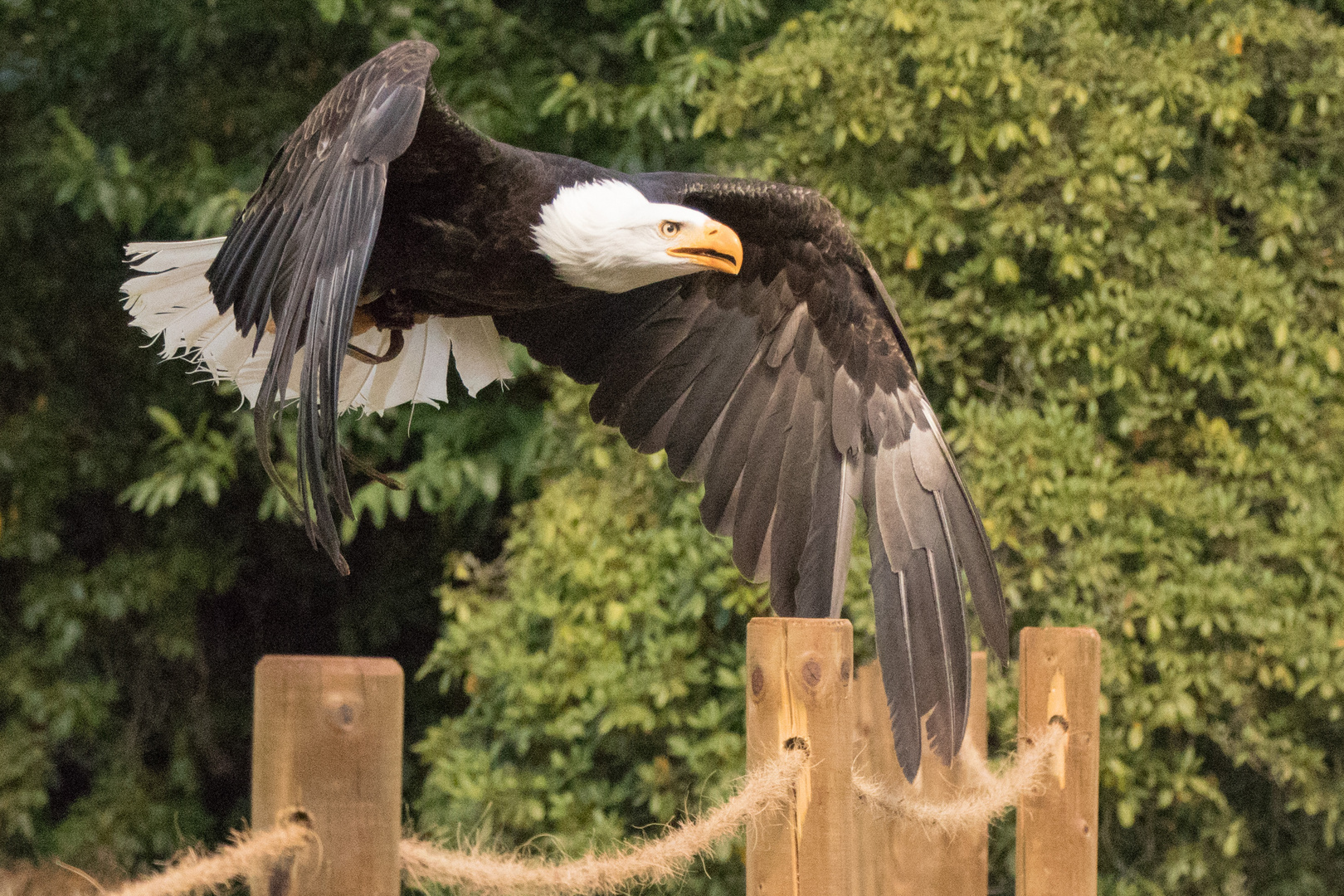 Weißkopfseeadler im Tiefflug