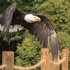 Weißkopfseeadler im Tiefflug