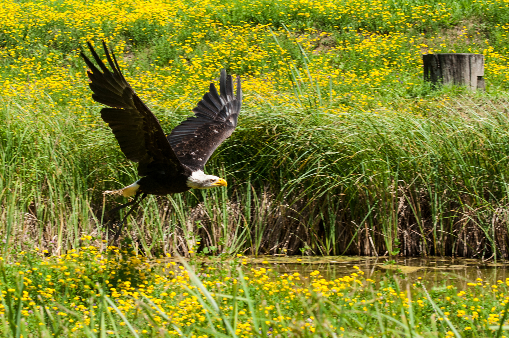 Weißkopfseeadler im Tiefflug