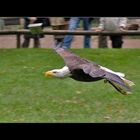 Weißkopfseeadler im Tiefflug