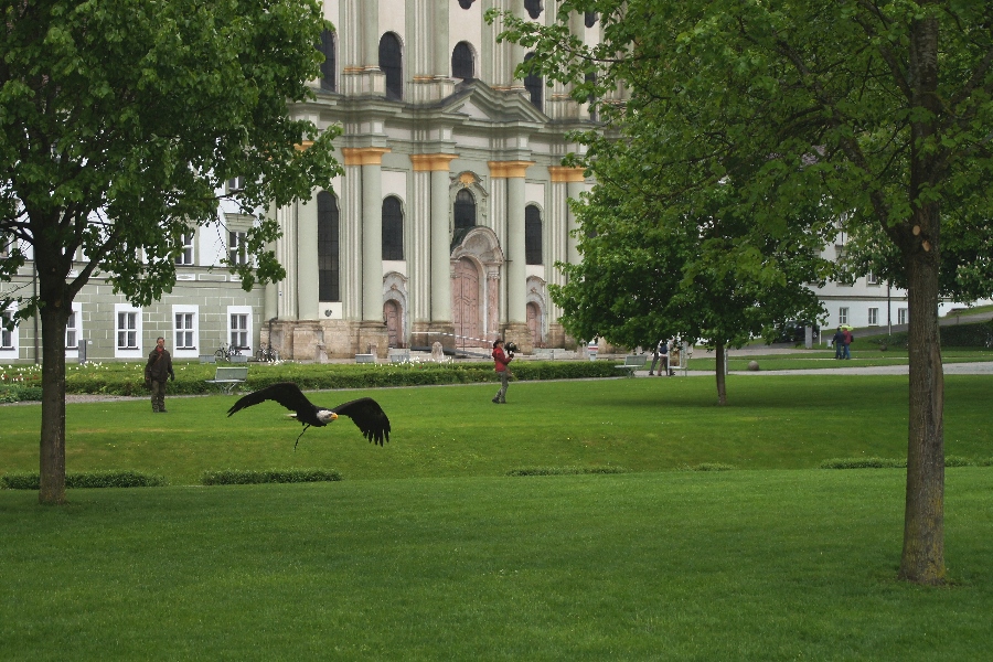 Weißkopfseeadler im Tiefflug