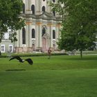 Weißkopfseeadler im Tiefflug