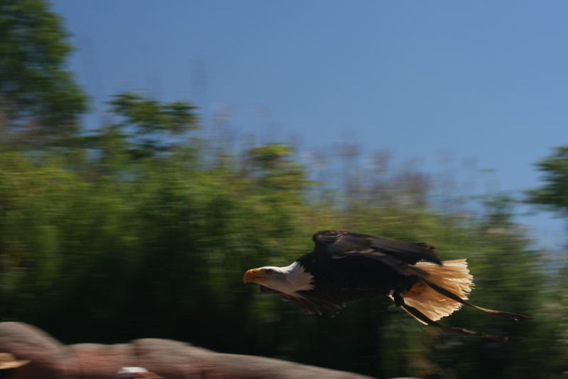 Weißkopfseeadler im Tiefflug