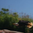 Weißkopfseeadler im Tiefflug