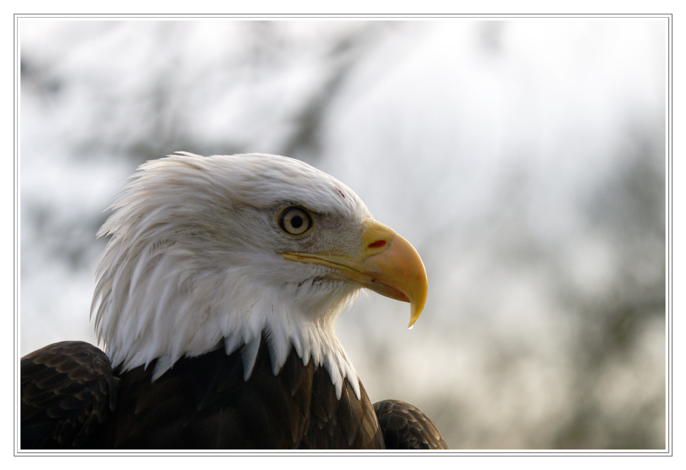 Weisskopfseeadler im Tierpark Hellabrunn