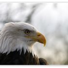 Weisskopfseeadler im Tierpark Hellabrunn