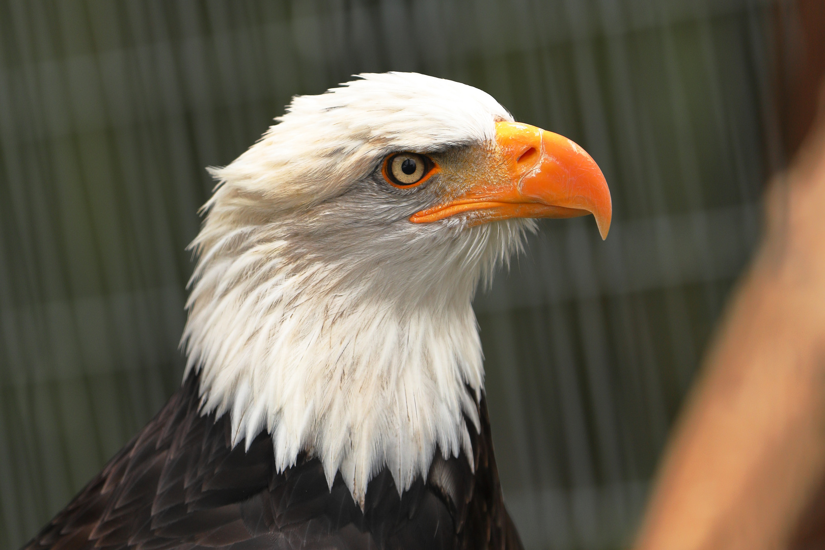 Weißkopfseeadler im Tierpark Klotten