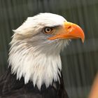 Weißkopfseeadler im Tierpark Klotten