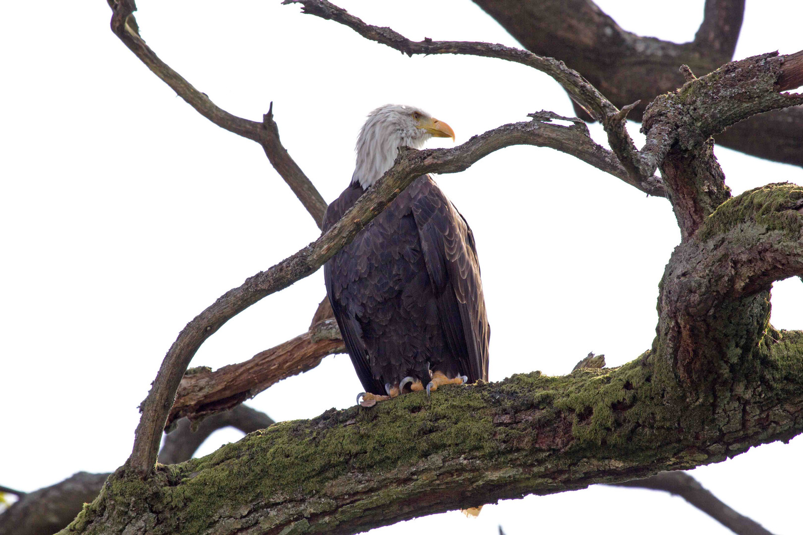 Weißkopfseeadler im Tierpark Sababurg