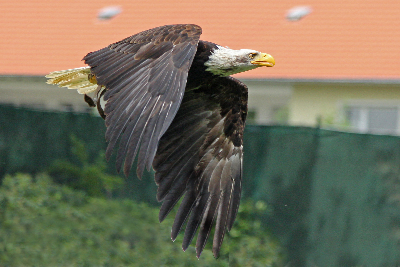 Weißkopfseeadler im Überflug