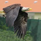 Weißkopfseeadler im Überflug