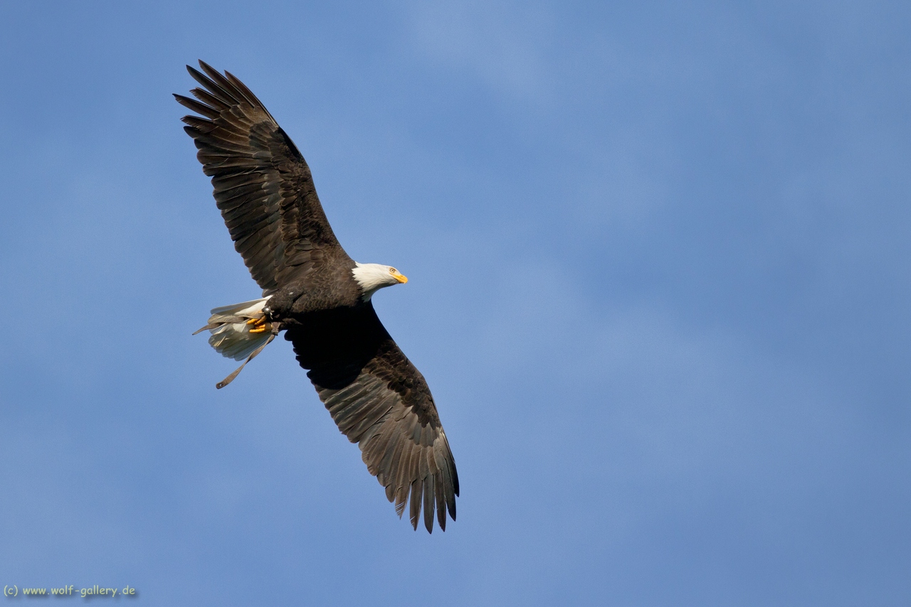 Weißkopfseeadler im Überflug