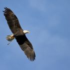 Weißkopfseeadler im Überflug