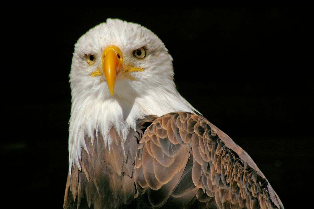 Weisskopfseeadler im Wildfreigehege Hellental